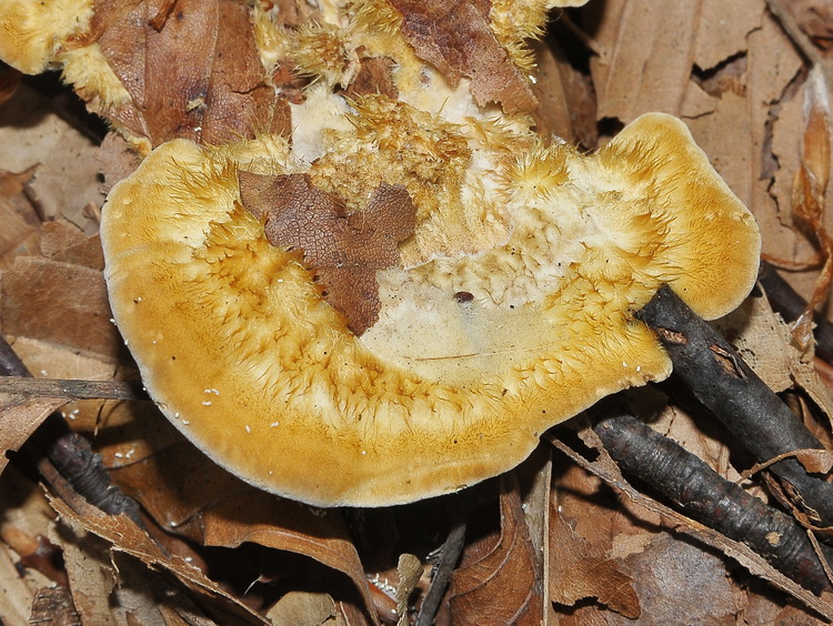 Aphyllophorales dal bosco di faggio